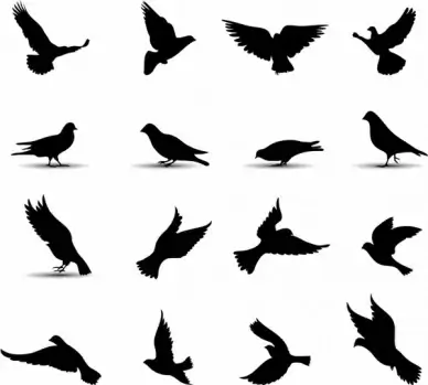 Pigeons