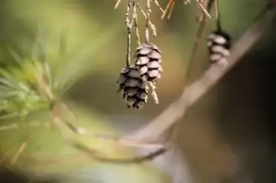 pine cone macro trees