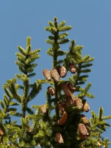 pine cones tap tree
