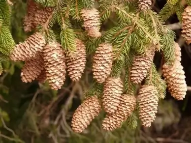 pine cones tap tree
