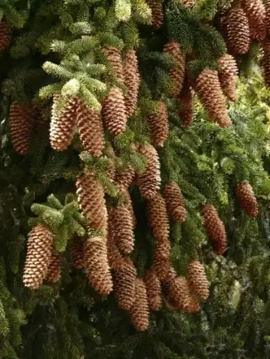 pine cones tap tree