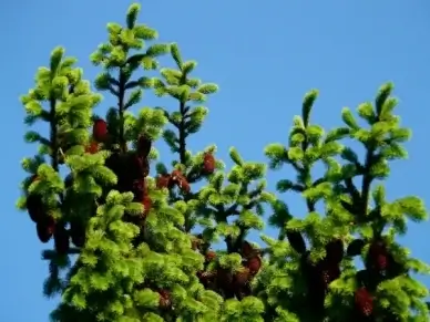pine cones tap tree