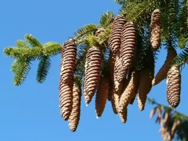 pine cones tap tree