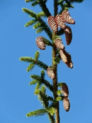 pine cones tap tree
