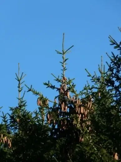 pine cones tap tree