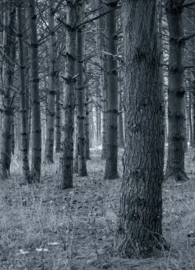 pine forest
