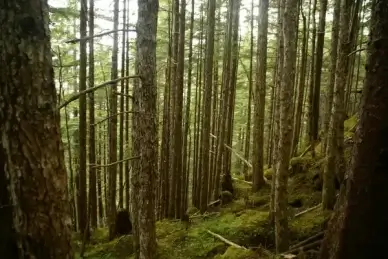 pine forest