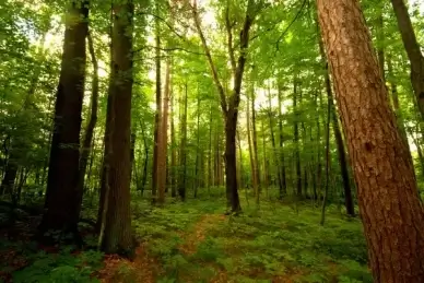 pine forest