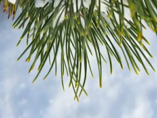 pine leaves with snow 2