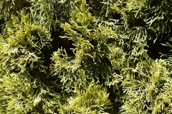 pine tree foliage