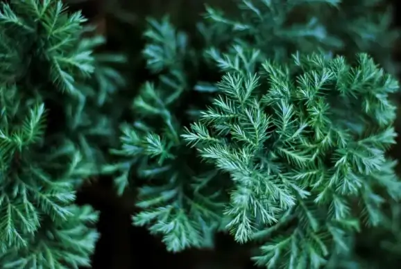 pine tree picture elegant contrast leaves closeup 