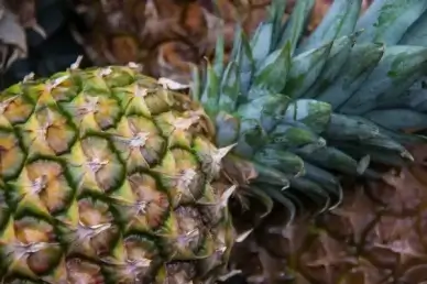 pineapple