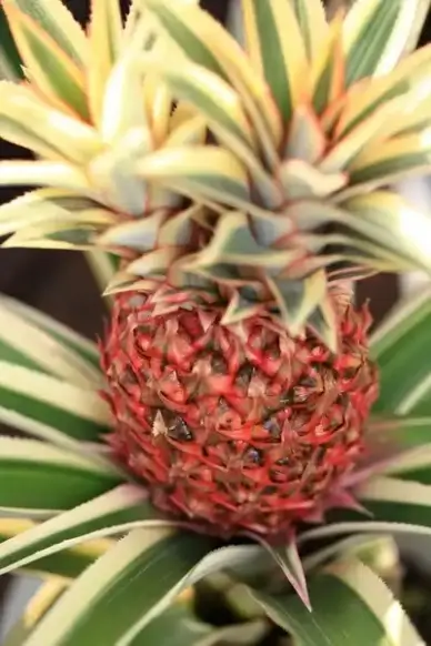pineapple ananas comosus mer var bracteatus koch striatus 