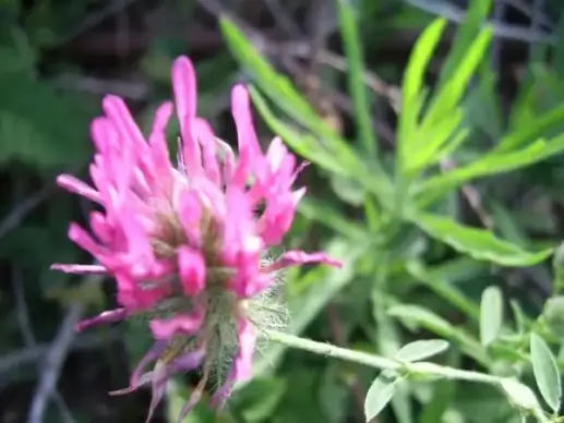 pink clover