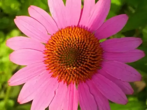 pink coneflower