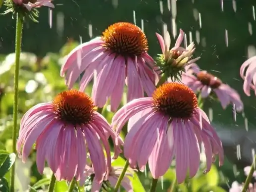 pink coneflowers