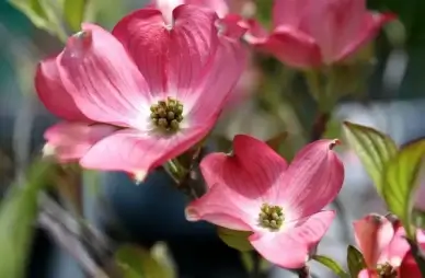 pink dogwood