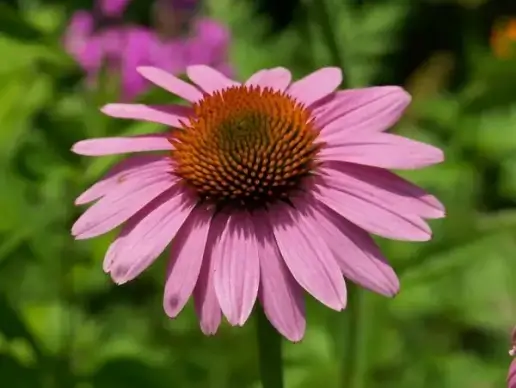 pink flower