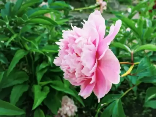 pink flower macro