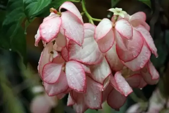pink flowers 1