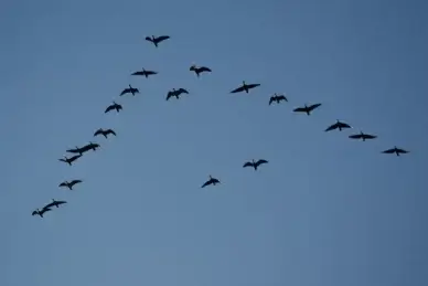 pink footed geese