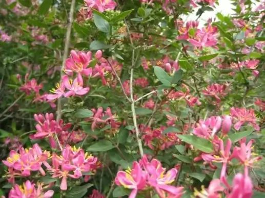 pink honeysuckle