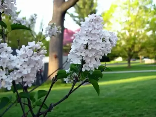 pink lilacs