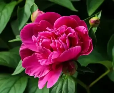 pink peony blossom fuchsia