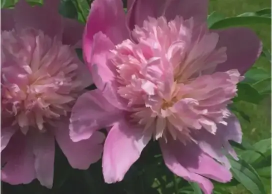 pink peony flowers