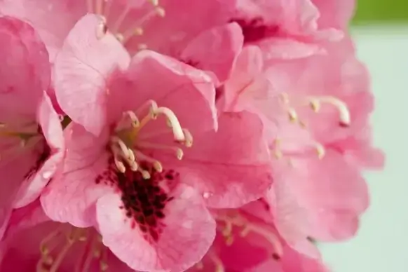 pink rhododendron