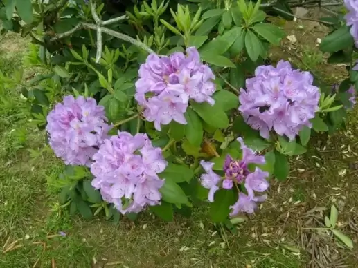 pink rhododendrons