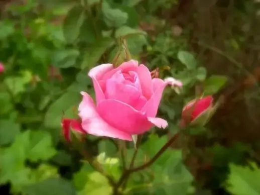 pink rose