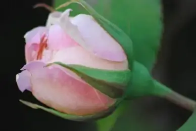 pink rose by 4 5 10