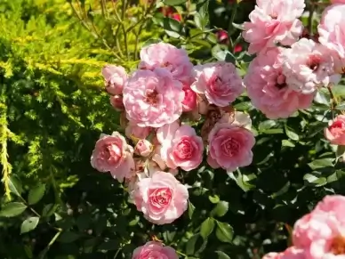 pink rose shrub the fairy