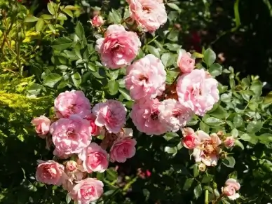 pink rose shrub the fairy