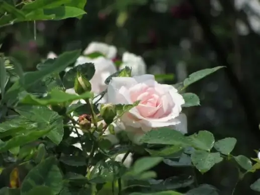 pink roses