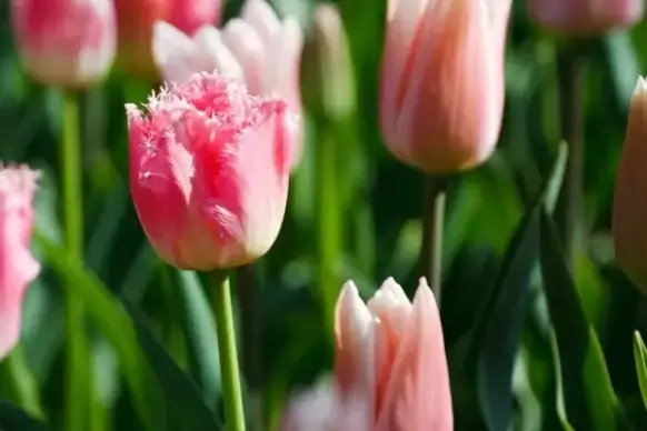 pink tulip