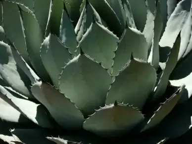 pita century plant agave