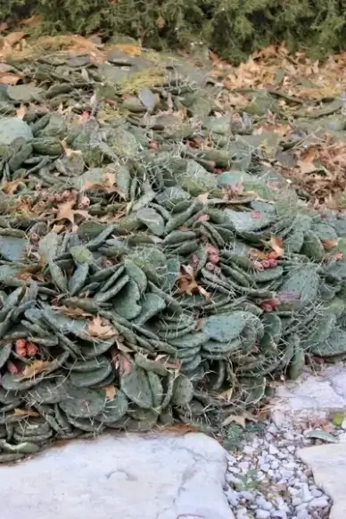 plains prickly pear