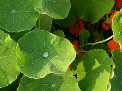 plant