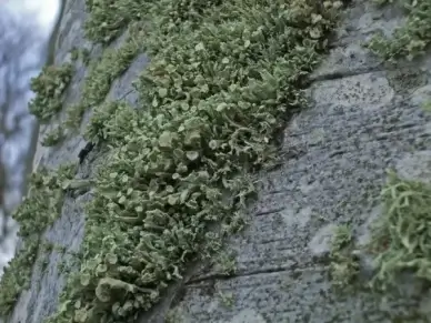 plant fouling green