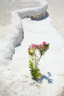 plant growing in desert