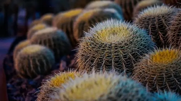 plant macro shrub