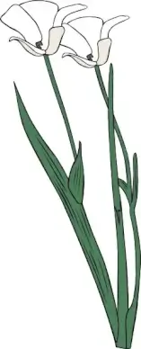 Plant Shrub Flowers Outline clip art