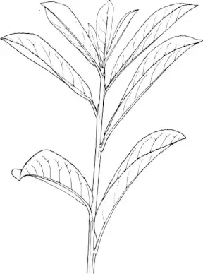 Plant Shrub Outline clip art