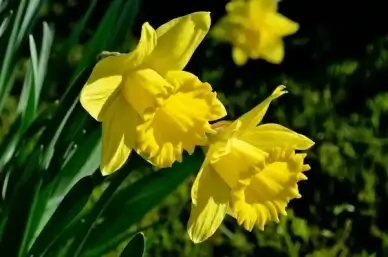 plants flower love