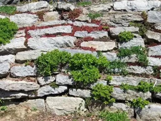 plants in a stone wall