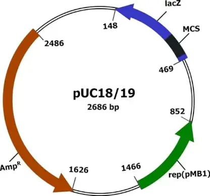 Plasmid vector