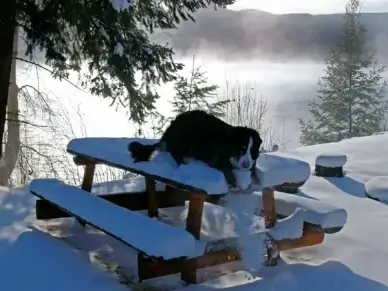 playing dog bernese mountain dog