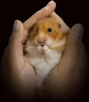 please call me guinea pig highdefinition picture